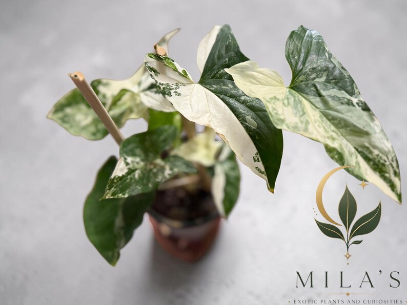May include: A Syngonium podophyllum albo-variegatum plant with arrow-shaped leaves featuring a mix of deep green and creamy white variegation. The plant is supported by a thin wooden stake and includes the text MILA'S EXOTIC PLANTS AND CURIOSITIES.