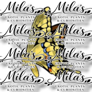 Kunglig gul svalstjärt PNG-paket 1 av 2 | 22 Papilio thoas 300 DPI fjärils clipartfiler bild 7