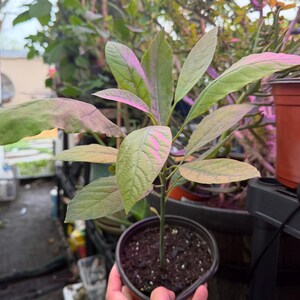 Puede incluir: Una joven planta de aguacate en una maceta de pl&aacute;stico negro. La planta tiene varias hojas verdes con reflejos rosados y morados. Las hojas ovaladas tienen venas visibles. La maceta est&aacute; llena de tierra oscura. El fondo incluye otras plantas y un invernadero.