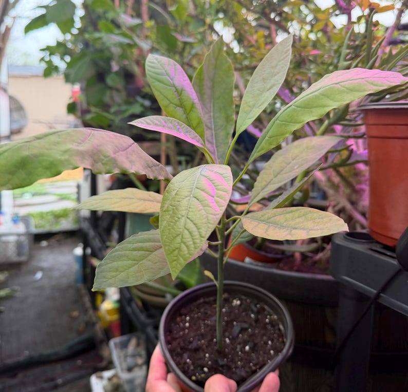 Puede incluir: Una joven planta de aguacate en una maceta de pl&aacute;stico negro. La planta tiene varias hojas verdes con reflejos rosados y morados. Las hojas ovaladas tienen venas visibles. La maceta est&aacute; llena de tierra oscura. El fondo incluye otras plantas y un invernadero.