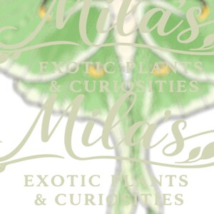 May include: A light green and white graphic featuring a Luna moth design. The text "Mila's" is overlaid in a cursive font, with "EXOTIC PLANTS & CURIOSITIES" below.