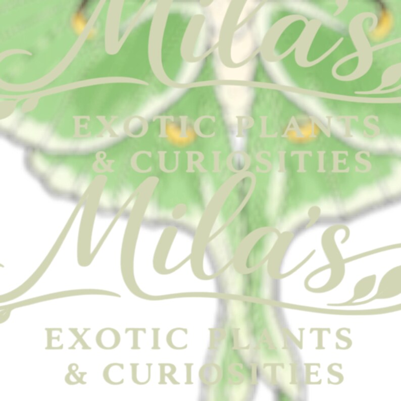 May include: A light green and white graphic featuring a Luna moth design. The text "Mila's" is overlaid in a cursive font, with "EXOTIC PLANTS & CURIOSITIES" below.
