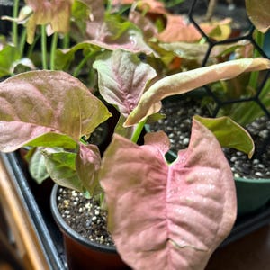 May include: A Syngonium podophyllum plant with arrow-shaped leaves featuring shades of soft pink and light green. The plant is potted in a dark container with visible soil and is supported by a black hexagonal trellis structure in the background.