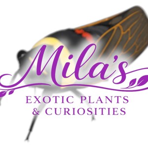 Pode incluir: Um logotipo para "Mila's Exotic Plants & Curiosities" apresenta um inseto estilizado com um fundo desfocado. O texto "Mila's" est&aacute; em roxo, com o nome da empresa abaixo em uma fonte serif.