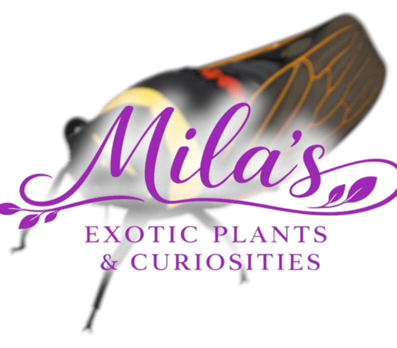 Pode incluir: Um logotipo para "Mila's Exotic Plants & Curiosities" apresenta um inseto estilizado com um fundo desfocado. O texto "Mila's" est&aacute; em roxo, com o nome da empresa abaixo em uma fonte serif.
