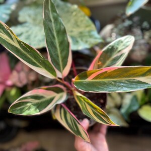 May include: A Stromanthe Triostar plant featuring elongated, lance-shaped leaves with a variegated pattern of deep green, creamy white, and vibrant pink. The undersides of the leaves display a solid, rich magenta hue, supported by thin, reddish stems.