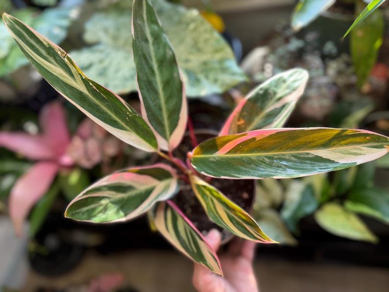 May include: A Stromanthe Triostar plant featuring elongated, lance-shaped leaves with a variegated pattern of deep green, creamy white, and vibrant pink. The undersides of the leaves display a solid, rich magenta hue, supported by thin, reddish stems.