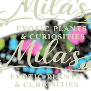 Puede incluir: Un logotipo para "Mila's Exotic Plants & Curiosities" presenta una mariposa con alas negras, azules, rosas y verdes. El nombre del negocio est&aacute; en una fuente cursiva, y el texto "Exotic Plants & Curiosities" est&aacute; en una fuente sans-serif.