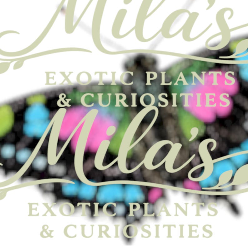 Puede incluir: Un logotipo para "Mila's Exotic Plants & Curiosities" presenta una mariposa con alas negras, azules, rosas y verdes. El nombre del negocio est&aacute; en una fuente cursiva, y el texto "Exotic Plants & Curiosities" est&aacute; en una fuente sans-serif.