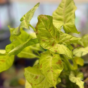 May include: A Syngonium plant featuring arrow-shaped leaves with a vibrant lime green base color and distinct, irregular patches of reddish-brown variegation scattered across the surface of the foliage, showcasing a natural and textured appearance.