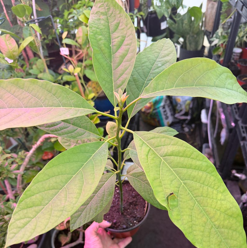 Puede incluir: Una joven planta de aguacate en una maceta marr&oacute;n, con hojas grandes de color verde claro con toques rosados. La planta est&aacute; en un invernadero, rodeada de otras plantas. Las hojas tienen venas visibles.