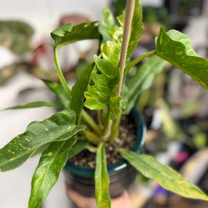 K&ouml;nnte beinhalten: Eine Philodendron Ring of Fire Pflanze mit l&auml;nglichen, gezackten Bl&auml;ttern, die panaschierte Muster in Dunkelgr&uuml;n, Hellgr&uuml;n und Gelb aufweisen. Die Pflanze steht in einem dunkel-t&uuml;rkisfarbenen Keramiktopf und wird von einem vertikalen Holzstab gest&uuml;tzt.