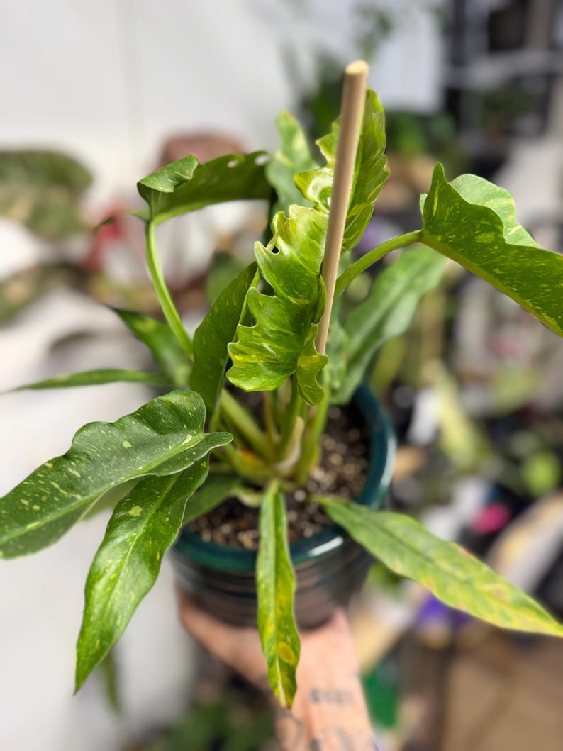 K&ouml;nnte beinhalten: Eine Philodendron Ring of Fire Pflanze mit l&auml;nglichen, gezackten Bl&auml;ttern, die panaschierte Muster in Dunkelgr&uuml;n, Hellgr&uuml;n und Gelb aufweisen. Die Pflanze steht in einem dunkel-t&uuml;rkisfarbenen Keramiktopf und wird von einem vertikalen Holzstab gest&uuml;tzt.