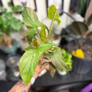 May include: A Syngonium plant featuring arrow-shaped leaves with a mix of light green, dark green, and subtle pink variegation. The plant has multiple stems and pointed foliage, displaying a distinct color pattern across the surface of each leaf.