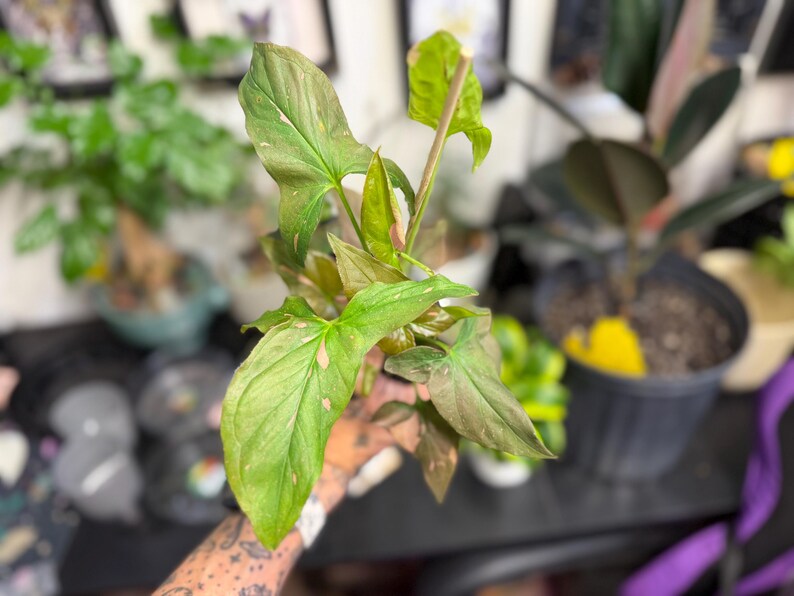 May include: A Syngonium plant featuring arrow-shaped leaves with a mix of light green, dark green, and subtle pink variegation. The plant has multiple stems and pointed foliage, displaying a distinct color pattern across the surface of each leaf.
