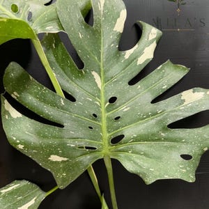 May include: A Monstera Thai Constellation leaf featuring deep green foliage with creamy white variegation and natural fenestrations. The large, heart-shaped leaf displays a speckled pattern across its surface, with a prominent central stem.