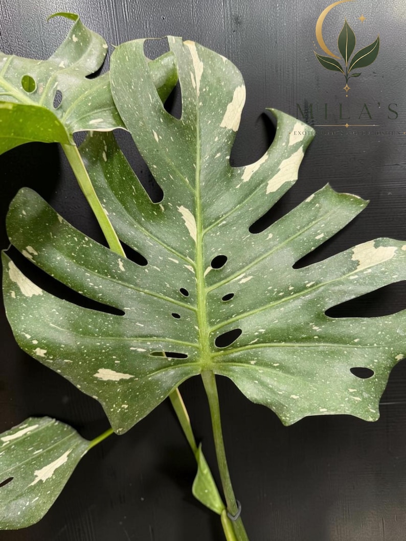May include: A Monstera Thai Constellation leaf featuring deep green foliage with creamy white variegation and natural fenestrations. The large, heart-shaped leaf displays a speckled pattern across its surface, with a prominent central stem.