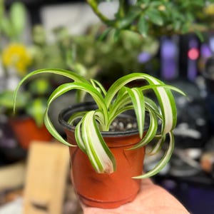 May include: A small spider plant in a terracotta pot. The plant has long, arching green leaves with white stripes. The pot is filled with dark soil and is held in a person's hand. Other plants are visible in the background.