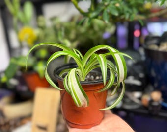 Curly Spider Plant Bonnie, Variegated Chlorophytum comosum Live Houseplant
