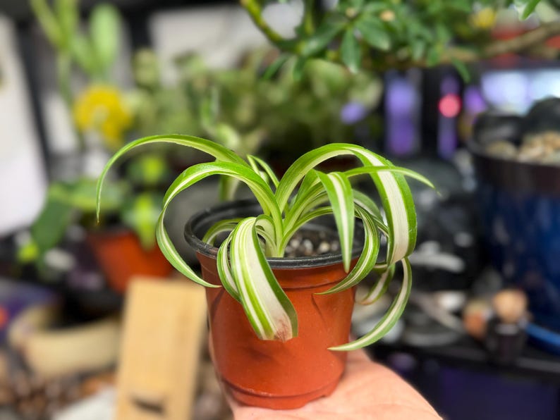 May include: A small spider plant in a terracotta pot. The plant has long, arching green leaves with white stripes. The pot is filled with dark soil and is held in a person's hand. Other plants are visible in the background.