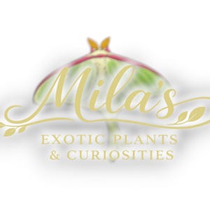 May include: Logo for Mila's Exotic Plants & Curiosities. The logo features the name "Mila's" in elegant gold script, with a stylized moth or butterfly design in green, red, and yellow above the text. The text "EXOTIC PLANTS & CURIOSITIES" is below.