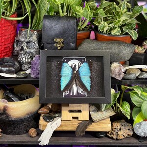 Blue Morpho “The Hermit Midnight” Framed Specimen Art | Morpho deidamia Dark Gothic Tarot Decor image 6