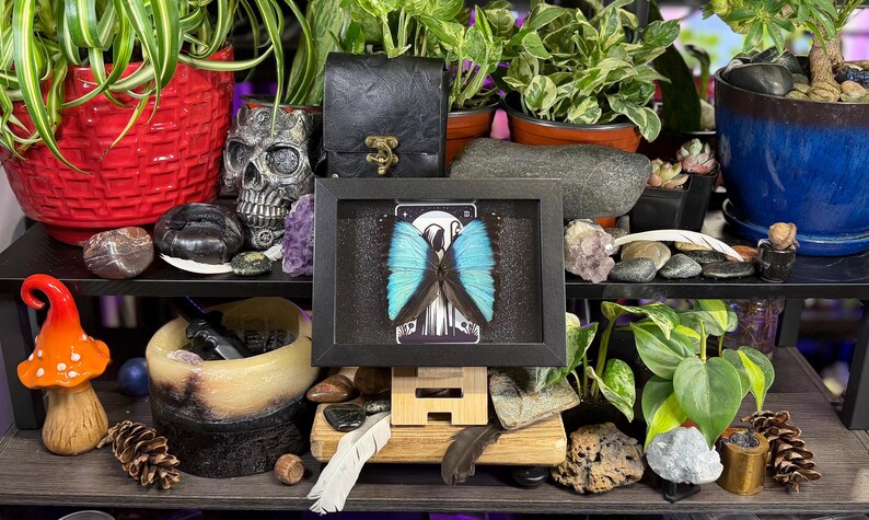 Blue Morpho “The Hermit Midnight” Framed Specimen Art | Morpho deidamia Dark Gothic Tarot Decor image 6