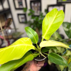 May include: A Philodendron plant featuring vibrant neon yellow-green leaves alongside smaller, darker green foliage. The plant is potted in a small, dark container, showcasing a mix of bright, light-coloured leaves and deep green, pointed leaves.