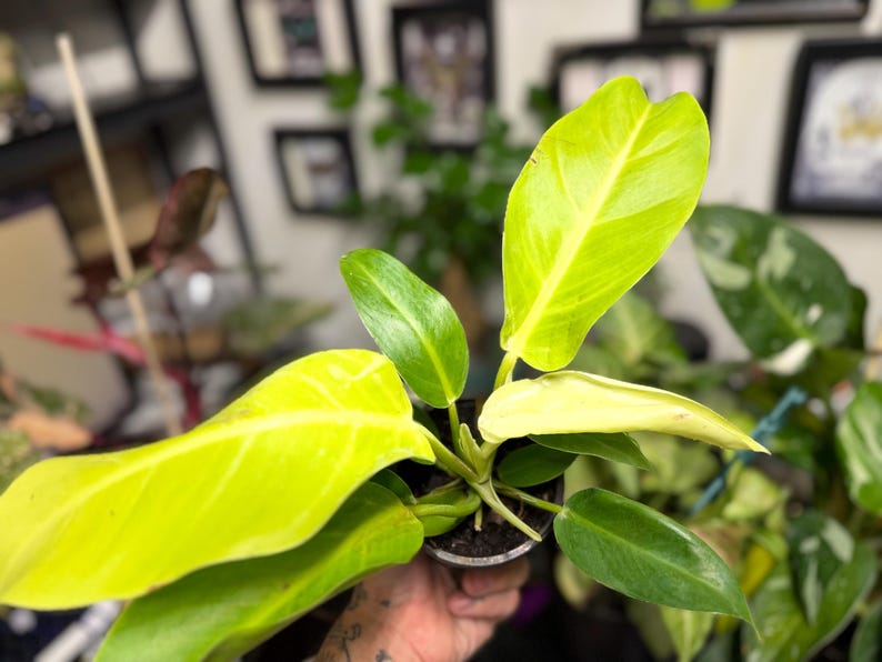 May include: A Philodendron plant featuring vibrant neon yellow-green leaves alongside smaller, darker green foliage. The plant is potted in a small, dark container, showcasing a mix of bright, light-coloured leaves and deep green, pointed leaves.