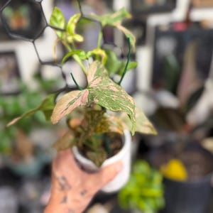 May include: A Syngonium podophyllum plant with variegated pink and green arrow-shaped leaves, potted in a white ceramic container and supported by a black hexagonal trellis structure, showcasing distinct foliage patterns and natural coloration.