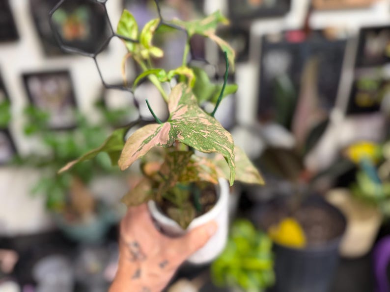 May include: A Syngonium podophyllum plant with variegated pink and green arrow-shaped leaves, potted in a white ceramic container and supported by a black hexagonal trellis structure, showcasing distinct foliage patterns and natural coloration.