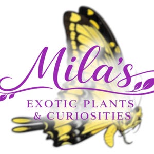 May include: A logo with the name "Mila's" in purple script, and the words "EXOTIC PLANTS & CURIOSITIES" below. A yellow and black butterfly is in the background, set against a white backdrop.