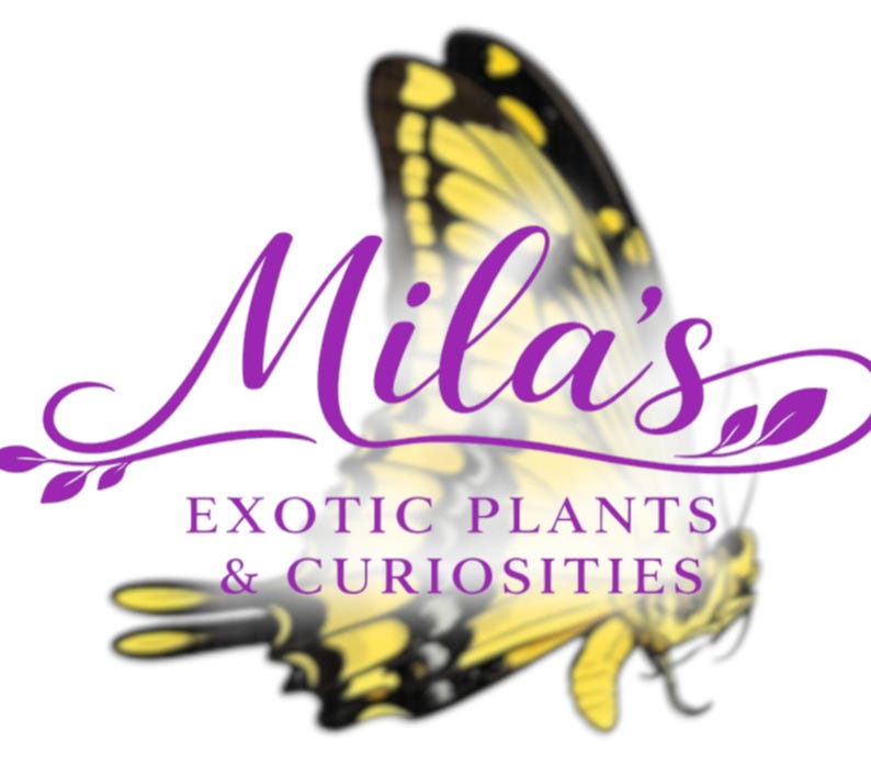 May include: A logo with the name "Mila's" in purple script, and the words "EXOTIC PLANTS & CURIOSITIES" below. A yellow and black butterfly is in the background, set against a white backdrop.