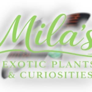May include: Logo for "Mila's Exotic Plants & Curiosities" in a light green script font. The logo features a stylized butterfly design with orange and black accents, set against a blurred white background.