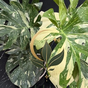 May include: A variegated Monstera plant with large, deeply lobed leaves featuring a mix of dark green and creamy white speckled patterns. A gold logo with three leaves and the text MILA'S EXOTIC PLANTS AND CURIOSITIES is overlaid on the foliage.