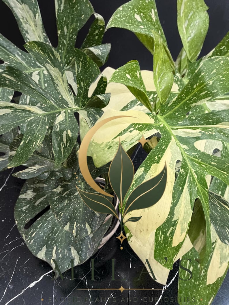 May include: A variegated Monstera plant with large, deeply lobed leaves featuring a mix of dark green and creamy white speckled patterns. A gold logo with three leaves and the text MILA'S EXOTIC PLANTS AND CURIOSITIES is overlaid on the foliage.