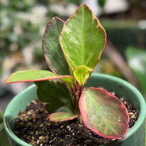 Op de afbeelding: Een kleine plant met bonte bladeren in een lichtgroene keramische pot. De bladeren zijn voornamelijk groen met lichtere centra en opvallende roze-rode randen. De plant staat in donkere aarde in een gladde, cilindrische pot.