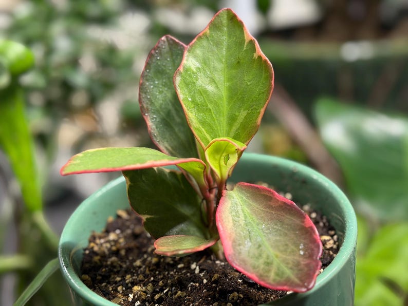 Op de afbeelding: Een kleine plant met bonte bladeren in een lichtgroene keramische pot. De bladeren zijn voornamelijk groen met lichtere centra en opvallende roze-rode randen. De plant staat in donkere aarde in een gladde, cilindrische pot.