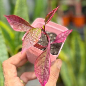 May include: A small plant with vibrant pink and green variegated leaves growing in a square, light pink plastic pot filled with dark potting soil. The plant features pointed, textured foliage with deep magenta hues and visible veins.