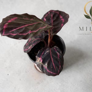 May include: A Calathea plant in a black plastic pot with dark purple, oval-shaped leaves featuring bright pink veins. The plant is positioned below a logo that reads MILA'S EXOTIC PLANTS AND CURIOSITIES with a crescent moon and leaf graphic.