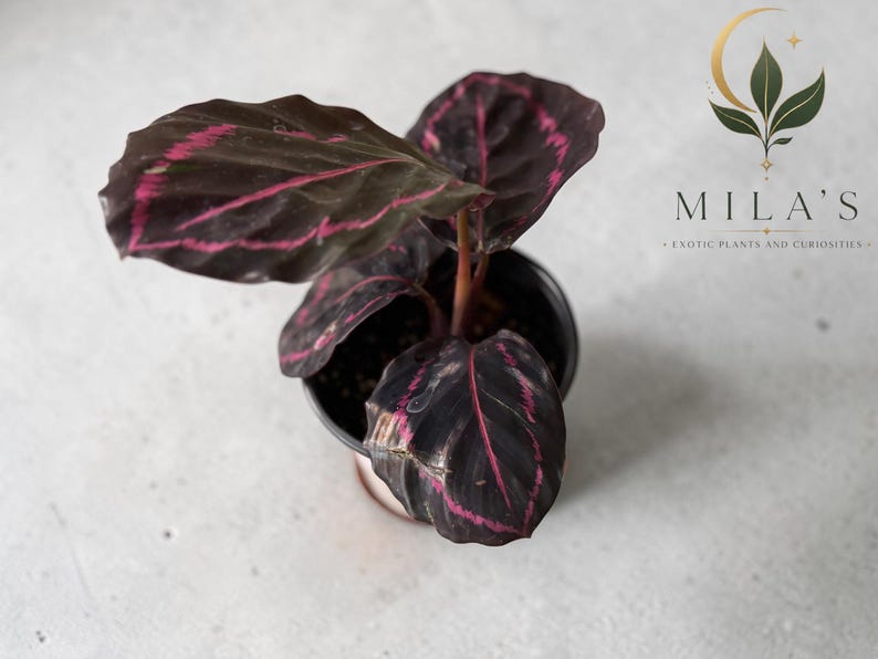 May include: A Calathea plant in a black plastic pot with dark purple, oval-shaped leaves featuring bright pink veins. The plant is positioned below a logo that reads MILA'S EXOTIC PLANTS AND CURIOSITIES with a crescent moon and leaf graphic.