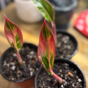 May include: Three small Aglaonema plants in black plastic pots, each featuring pointed, lance-shaped leaves with vibrant variegation in shades of bright pink, deep red, and forest green, supported by slender, light pink stems rising from dark soil.