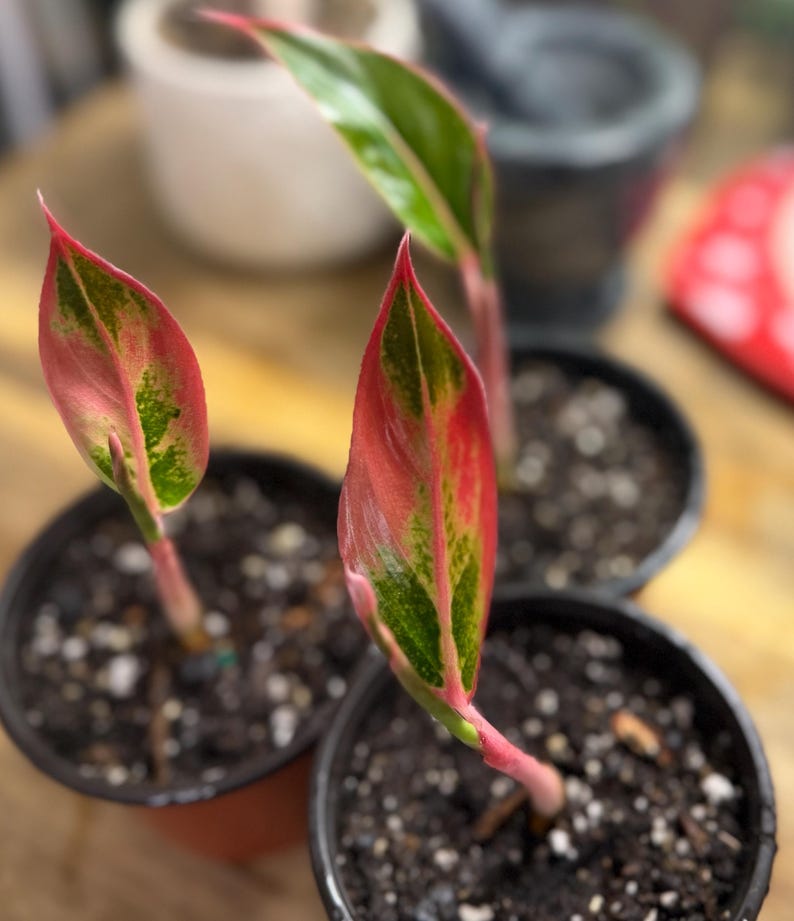 May include: Three small Aglaonema plants in black plastic pots, each featuring pointed, lance-shaped leaves with vibrant variegation in shades of bright pink, deep red, and forest green, supported by slender, light pink stems rising from dark soil.