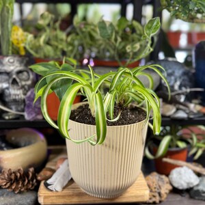 May include: A spider plant in a beige, vertically-lined pot. The plant has long, green and white striped leaves. The pot sits on a small wooden stand, with other plants and decorative items in the background.