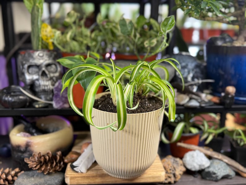 May include: A spider plant in a beige, vertically-lined pot. The plant has long, green and white striped leaves. The pot sits on a small wooden stand, with other plants and decorative items in the background.