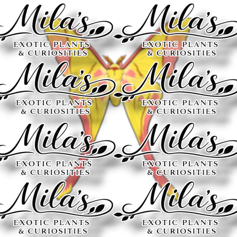 May include: A repeating pattern featuring the text "Mila's Exotic Plants & Curiosities" in elegant script, with a yellow and red butterfly design in the center. The design is repeated across the image.
