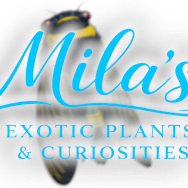 K&ouml;nnte beinhalten: Logo f&uuml;r "Mila's Exotic Plants & Curiosities" in hellblauer Schrift. Ein verschwommenes Bild einer Zikade befindet sich hinter dem Text. Der Text ist in einer serifenlosen Schriftart.