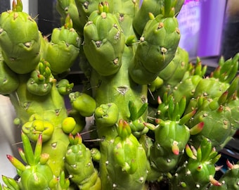 Puede incluir: Un cactus de color verde brillante con múltiples tallos segmentados en forma de maza que crecen desde una base de tierra oscura. La planta presenta numerosas protuberancias redondeadas y puntas de crecimiento con extremos rojizos.