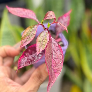 May include: A small plant with vibrant pink and green variegated leaves featuring a textured surface and visible water droplets. The plant is potted in a light purple container, showcasing pointed foliage with deep magenta and soft pink hues.