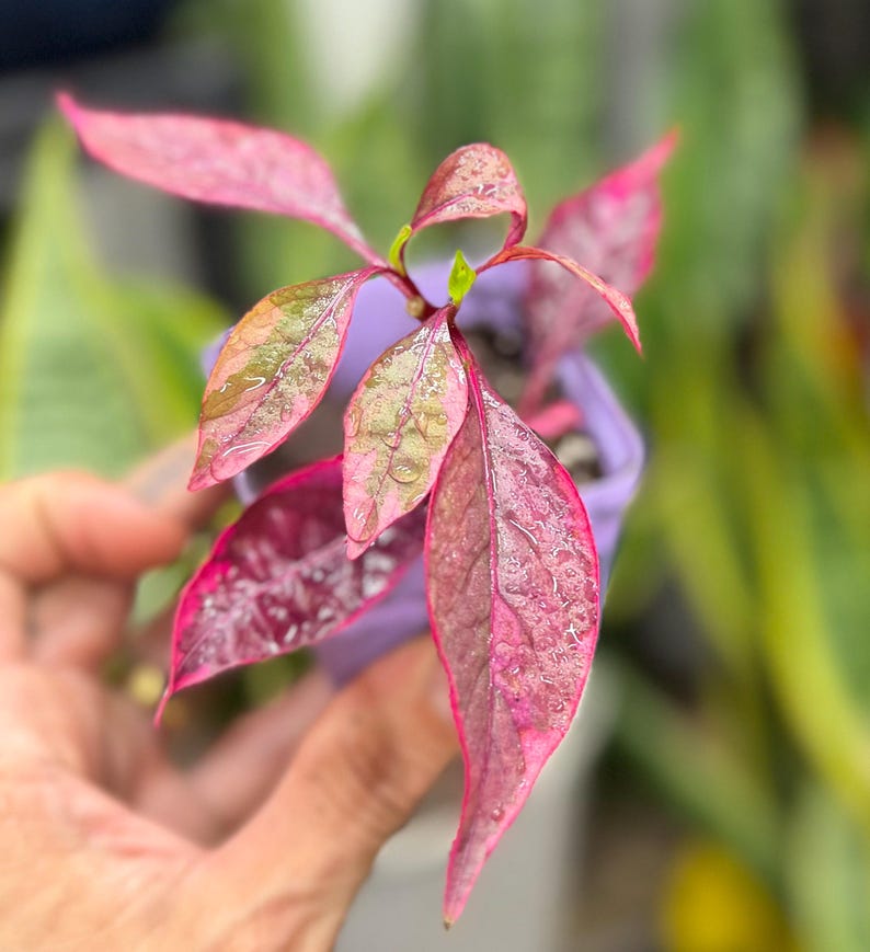 May include: A small plant with vibrant pink and green variegated leaves featuring a textured surface and visible water droplets. The plant is potted in a light purple container, showcasing pointed foliage with deep magenta and soft pink hues.